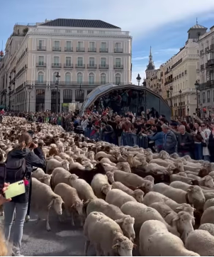 Pastors drive flocks of sheep through Puerta del Sol on Oct. 22. The unusual traffic is part of Spains annual Transhumancia festival celebrating ancient shepherding routes that cross the Iberian peninsula. 