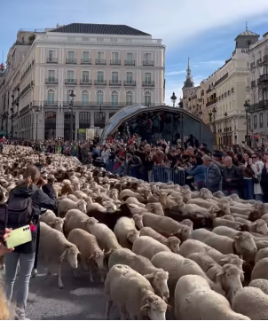 Pastors drive flocks of sheep through Puerta del Sol on Oct. 22. The unusual traffic is part of Spain's annual Transhumancia festival celebrating ancient shepherding routes that cross the Iberian peninsula. 