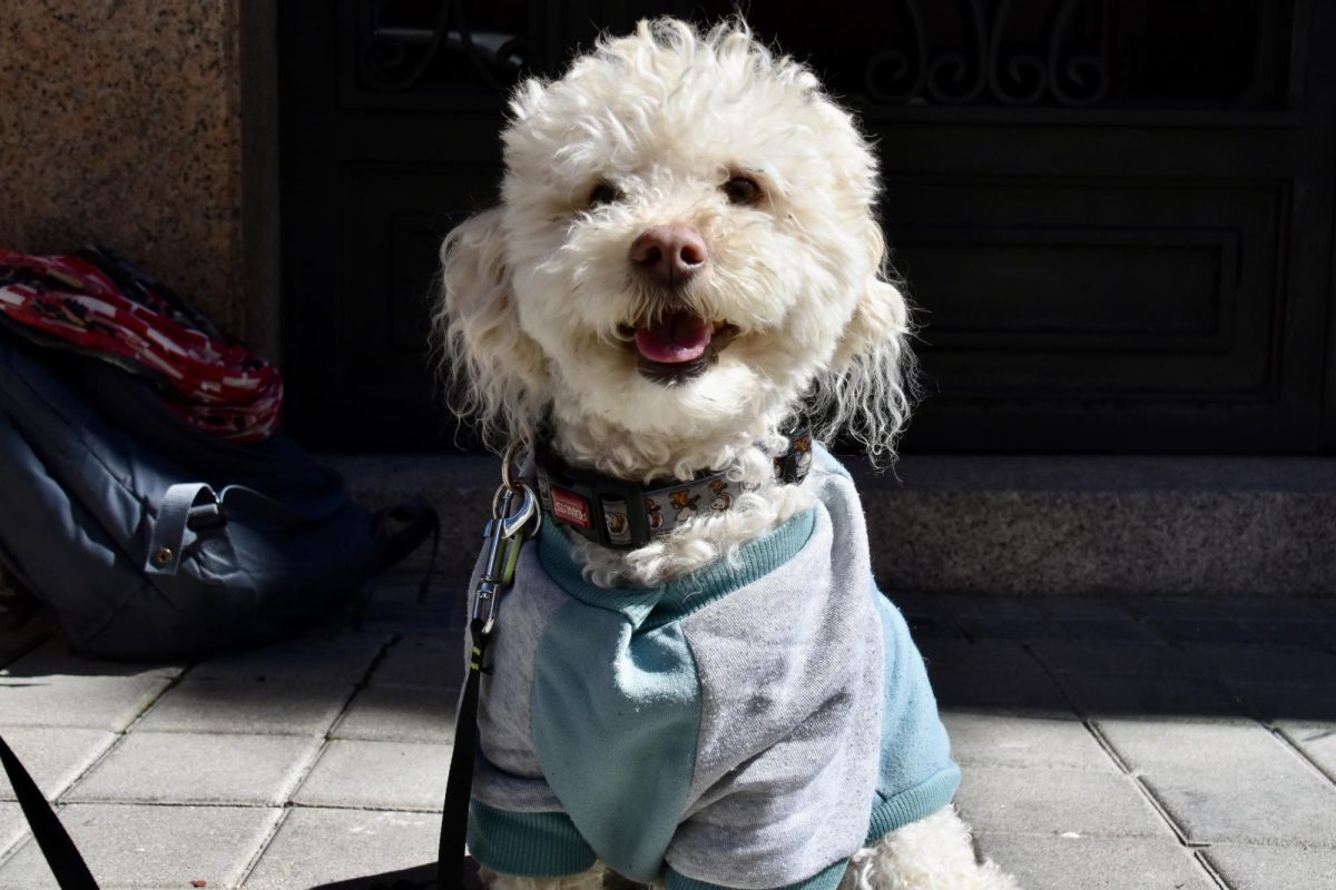 Hachi, a Maltese-Poodle mix, sports a t-shirt that says, “Possum Vibes Only.” It’s just for fashion’s sake, not warmth, said his owner, SLU-Madrid student Britney Saras. Saras said she shared him with her neighbors during the lockdown at the start of the pandemic, when dog walking was one of the few excuses to leave one’s apartment. Saras frequents dog-friendly cafés. 