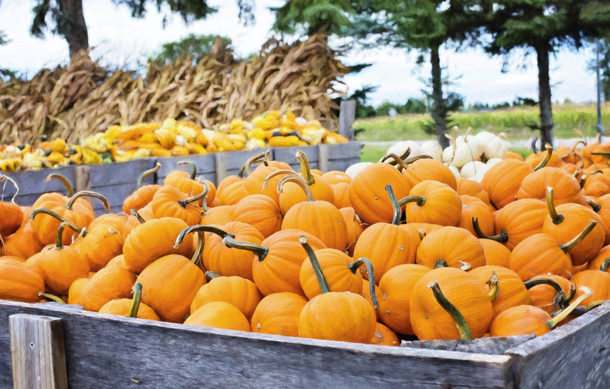 Halloween fans could pick pumpkins this fall at a farm outside Madrid. Photo Courtesy of Viveros Monjarama.