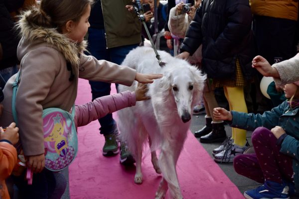 Dmitiri the Borzoi walks down the pink carpet runway in Chueca. 