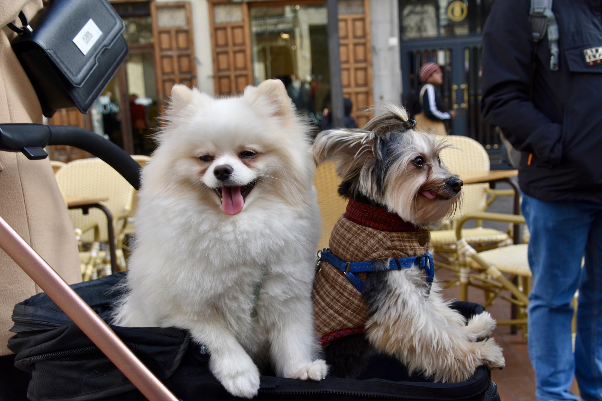 Madrid’s Dogs Embrace the San Antón Spirit by Strutting Down the Runway