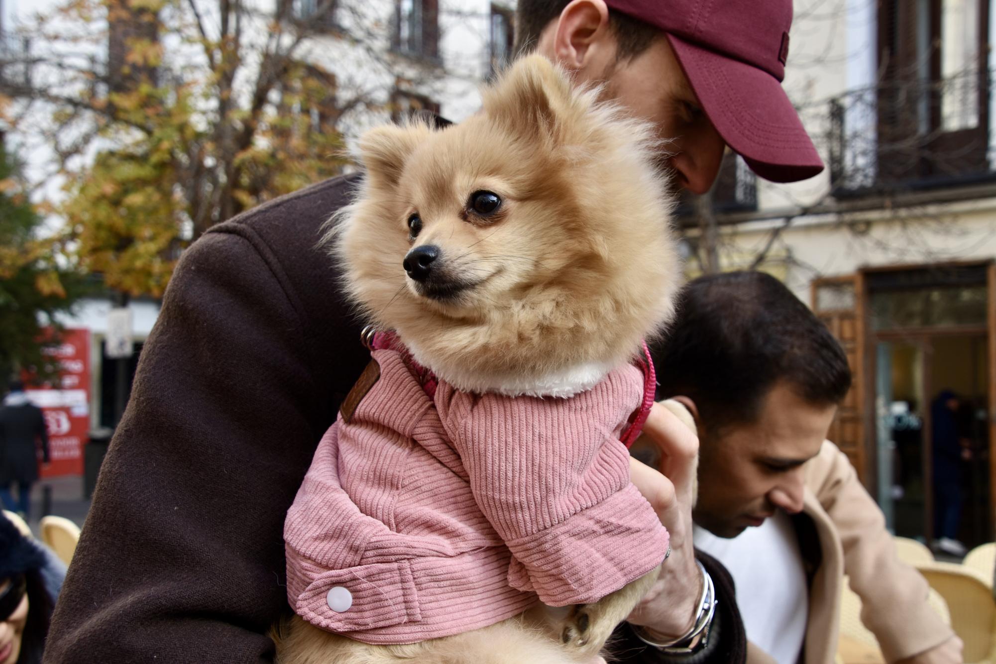 Madrid’s Dogs Embrace the San Antón Spirit by Strutting Down the Runway