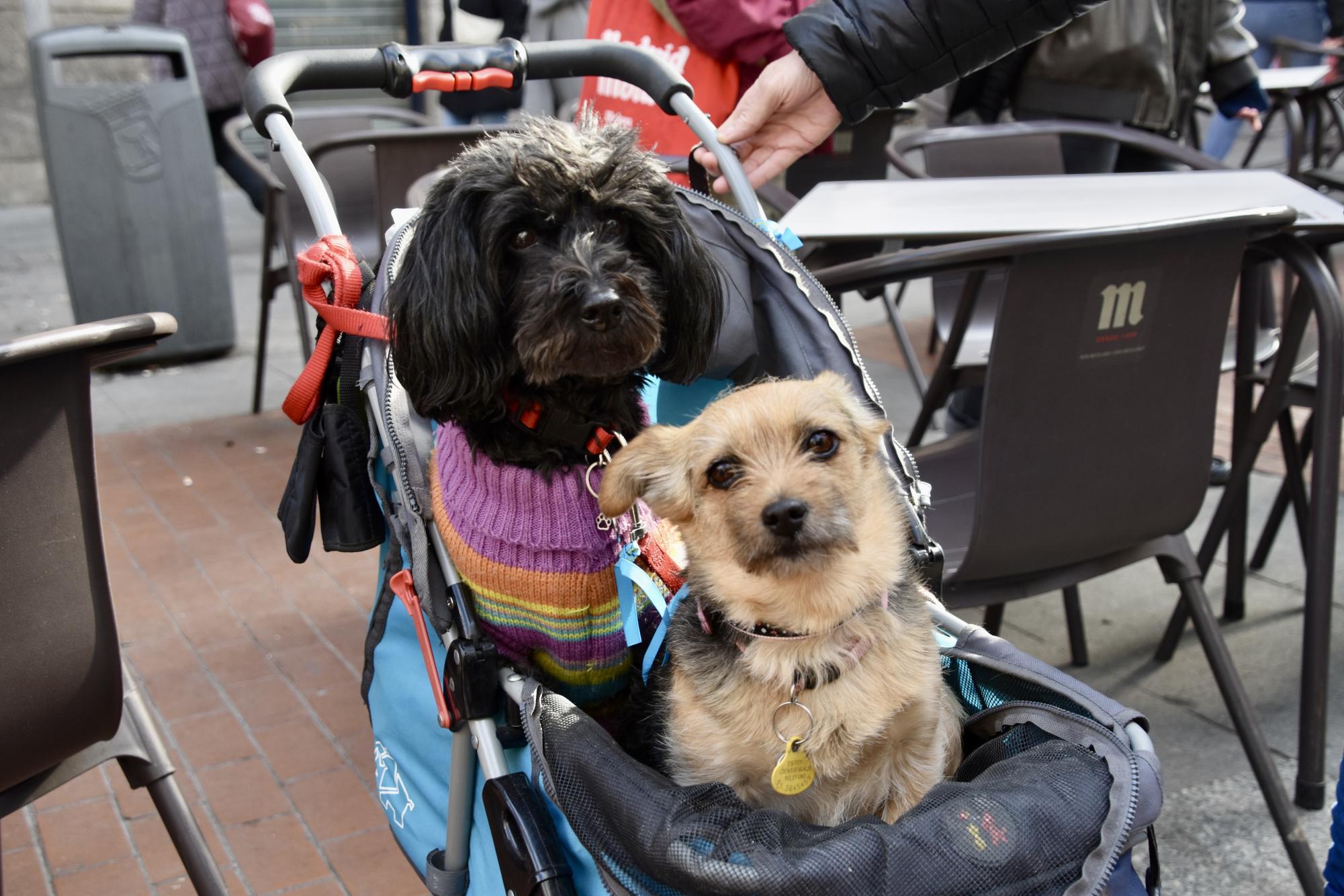 Madrid’s Dogs Embrace the San Antón Spirit by Strutting Down the Runway