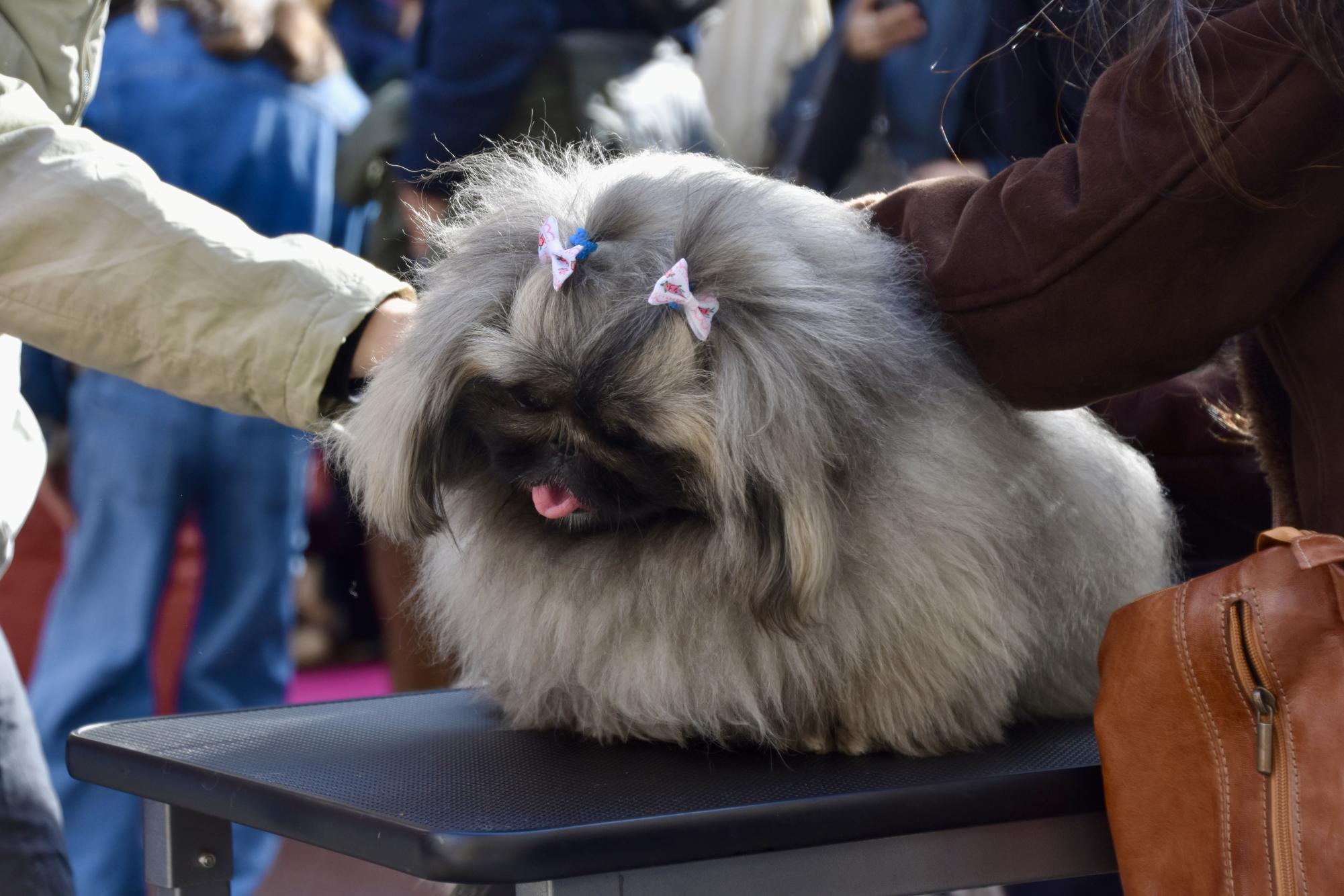 Madrid’s Dogs Embrace the San Antón Spirit by Strutting Down the Runway