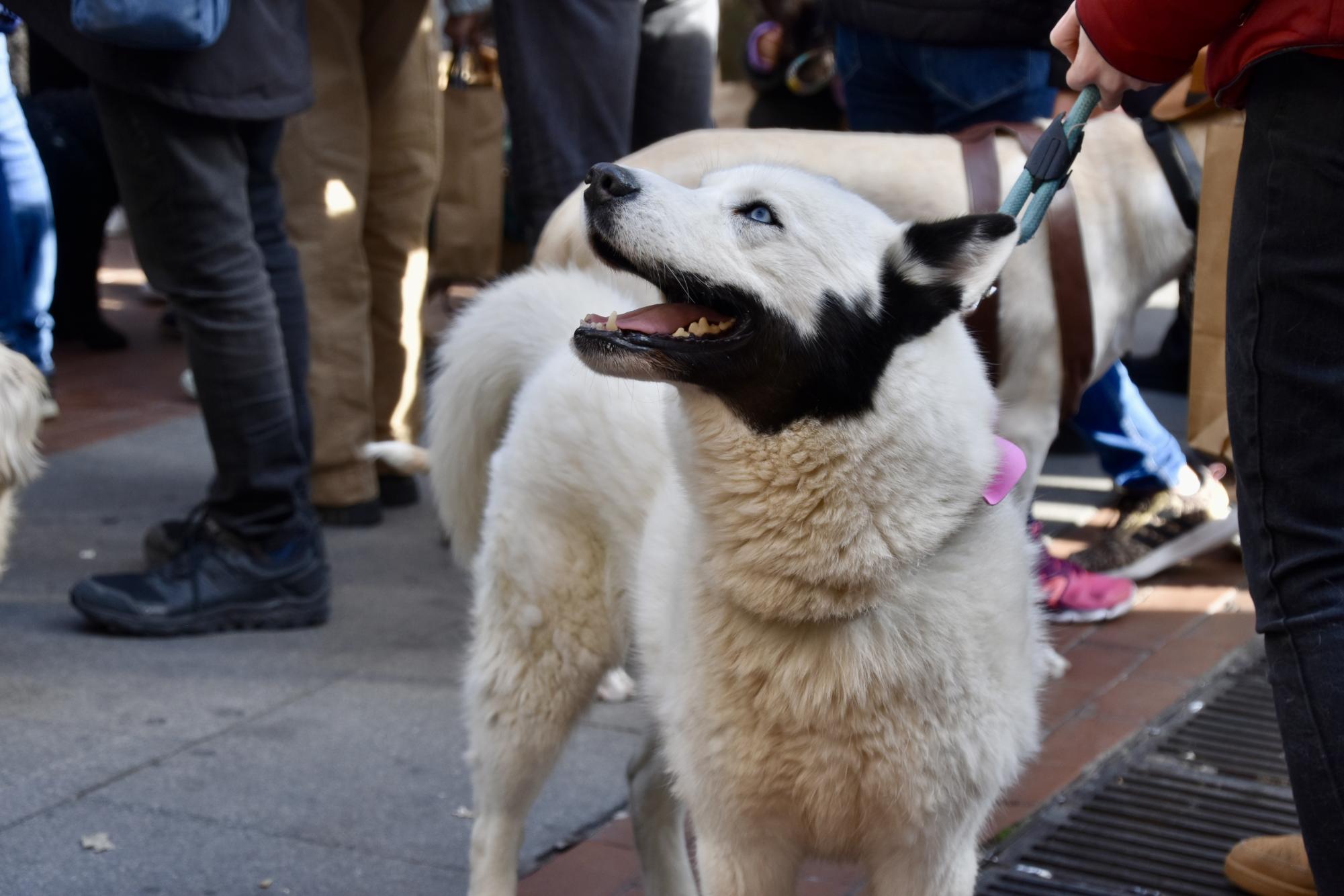 Madrid’s Dogs Embrace the San Antón Spirit by Strutting Down the Runway