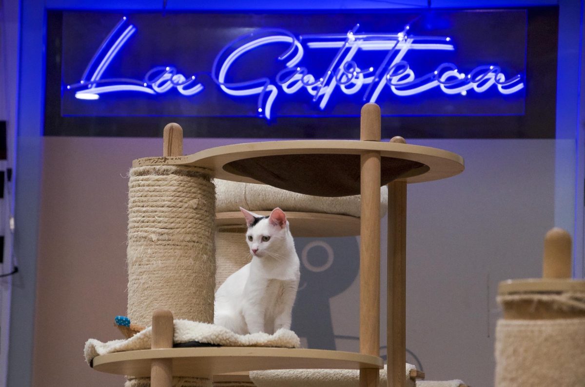 La Gatoteca, an animal shelter, is responsible for finding homes for more than 450 cats.