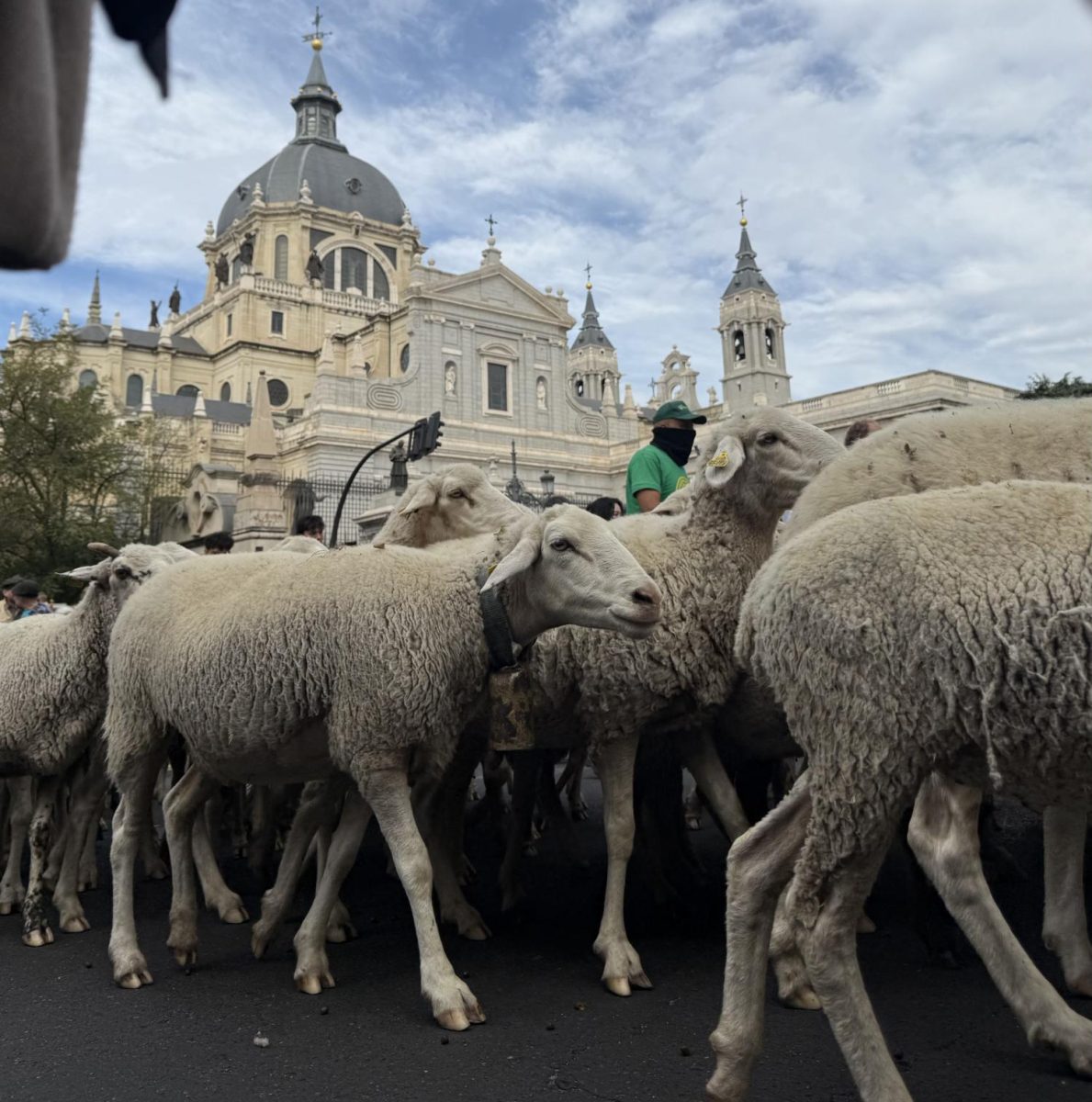 A herd of sheep and goats pass by the Almudena Cathedral, heading towards Sol.