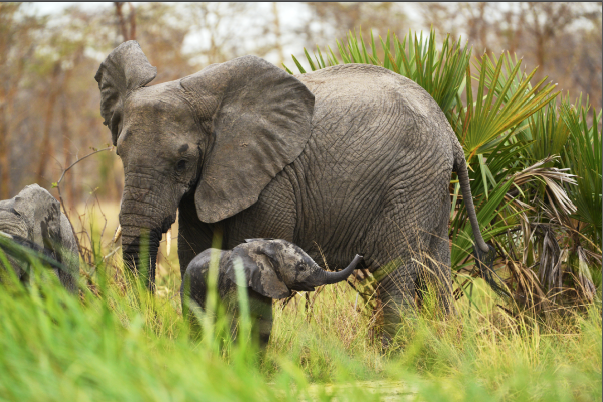 A Savannah elephant teaches her baby how to use its trunk at the Mpala research station in Kenya, which students visited last April with the Environment and Conservation in Africa course.
