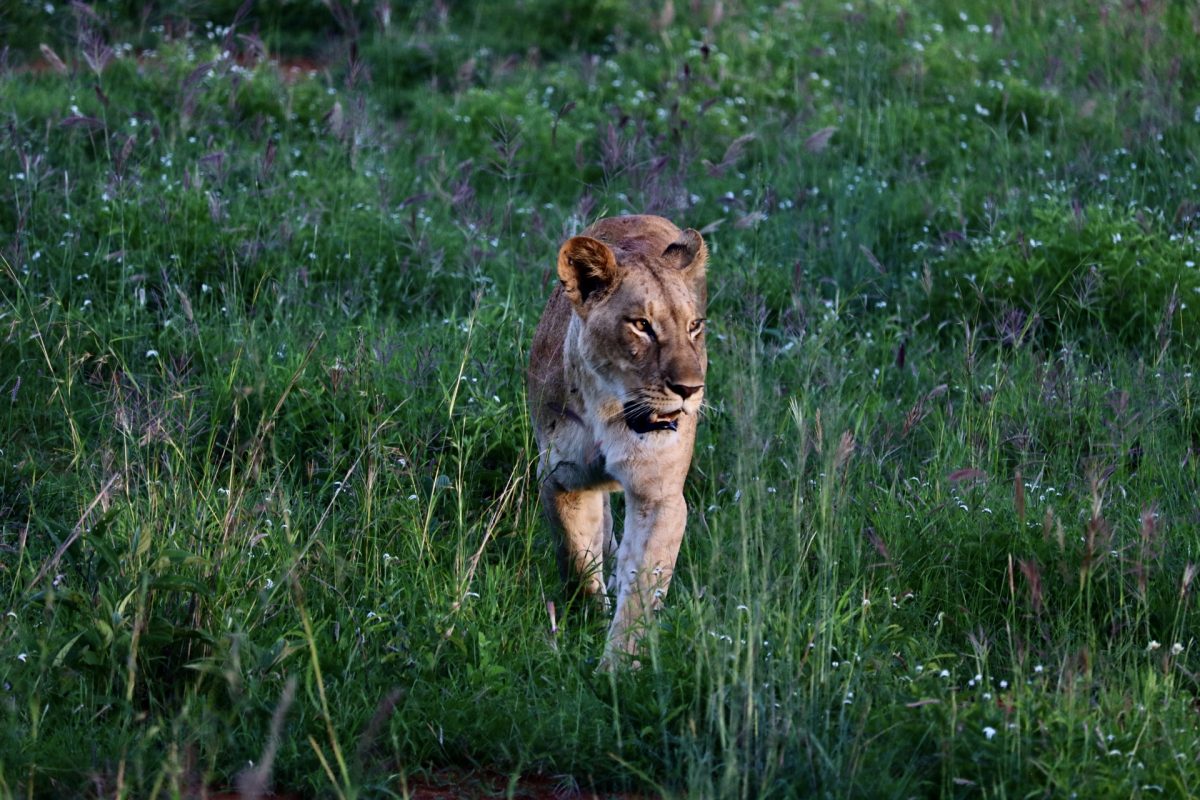 A mother lion hunts at Lion Rock in Lumo Conservancy in Makatau, Kenya, during the spring 2026 field trip.
