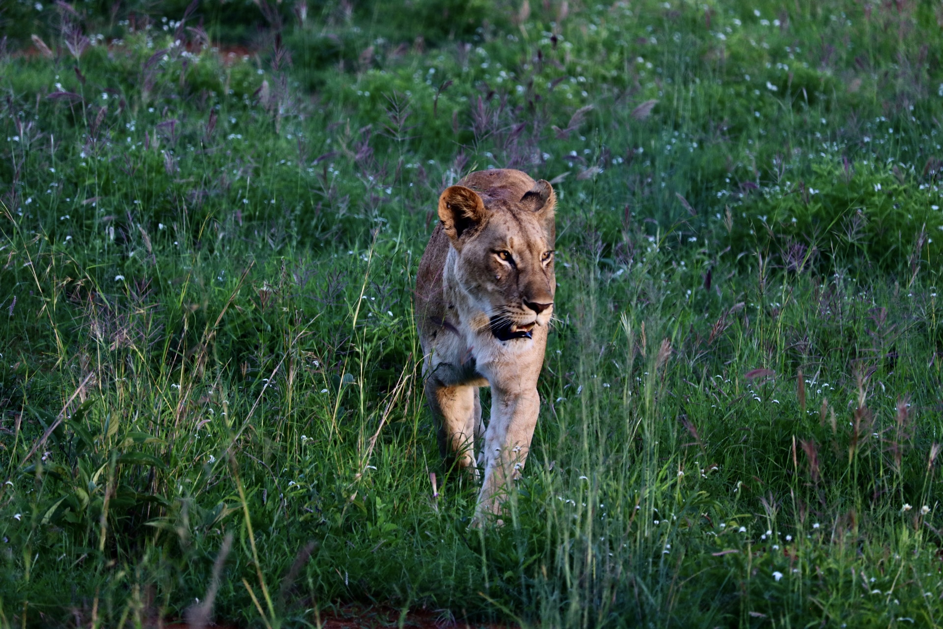  A mother lion hunts at Lion Rock in Lumo Conservancy in Makatau, Kenya, during the spring 2026 field trip.
